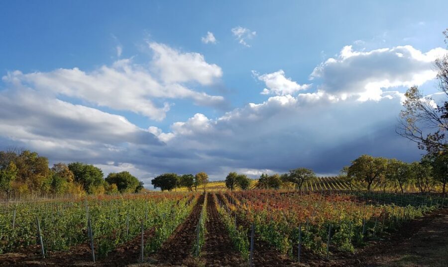 Montepulciano: Winery Tour, Tasting, and Vineyard Picnic - The 30-minute winery and vineyard tour: grape to glass, without the hard sell