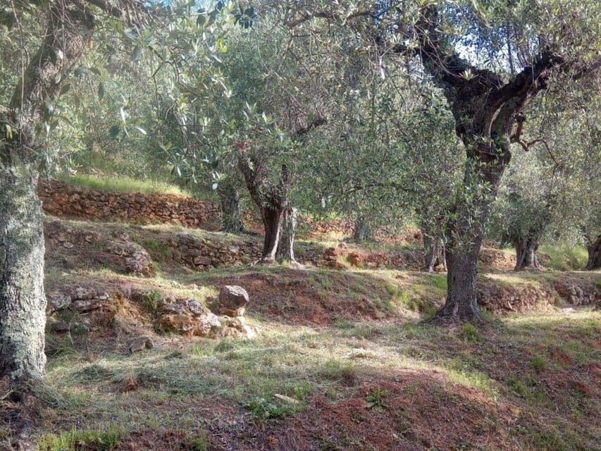 Olive Mill Tour with Oil and Food Tastings near Pisa - Calci’s Olive Grove and Mill: why this tour feels different