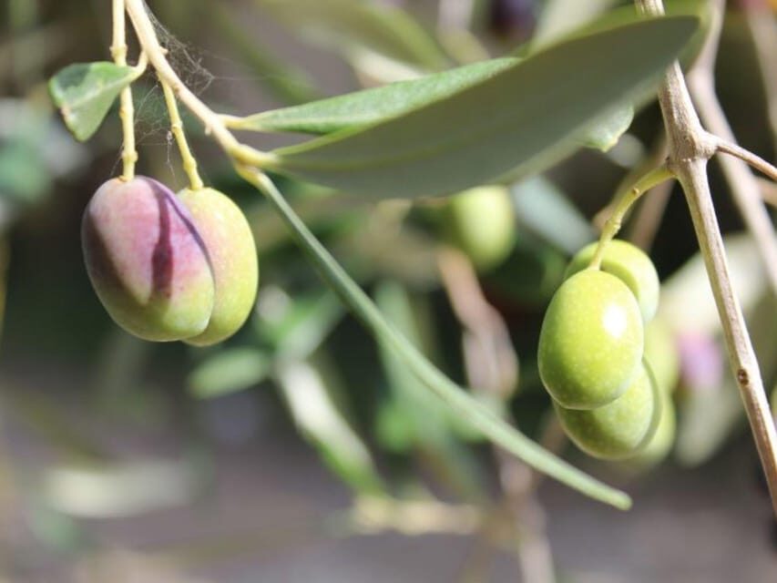 Olive Mill Tour with Oil and Food Tastings near Pisa - Inside the mill: how traditional EVO extraction shows up in flavor