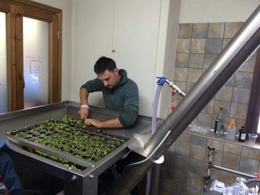 Olive Mill Tour with Oil and Food Tastings near Pisa - Guided tasting: 3 oils, guided comparisons, and your new tasting skills