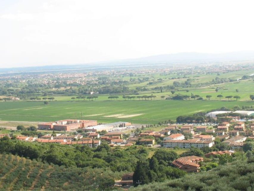 Olive Mill Tour with Oil and Food Tastings near Pisa - The olive grove walk: trees, shade, and why age matters