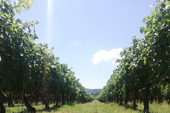 Open Top Van!! Half Day in Chianti with Wine Tasting - Open-Top Van Views Out of Florence at 9:30