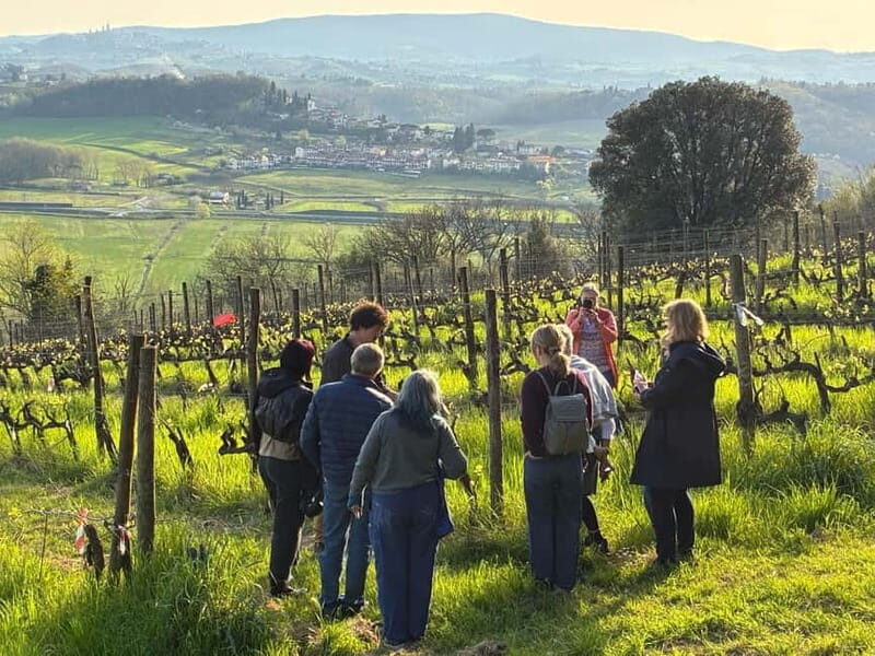 Organic Wine and Food Tasting at Historic Fattoria Majnoni - A medieval village start in Vico d’Elsa