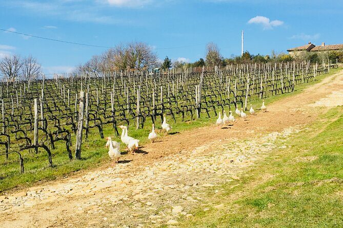 Organic Wine Tour&Tasting overlooking Chianti Classico Vineyards - Key Highlights You Should Know