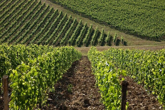 Organic Wine Tour&Tasting overlooking Chianti Classico Vineyards - Should You Book the Casa Emma Organic Wine Tour?