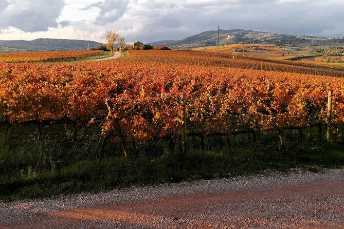 Organic Winery tour with Full Lunch from Assisi - Organic wine and olive oil tasting: what to focus on