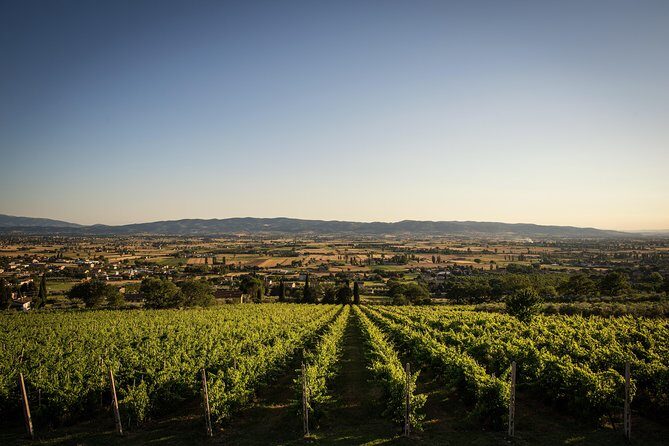 Organic Winery tour with Full Lunch from Assisi - The full lunch built around Umbrian flavors