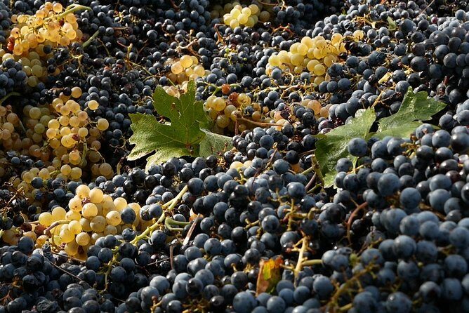 Organic Winery tour with Full Lunch from Assisi - Price and value for a 2-hour organic food-and-wine outing