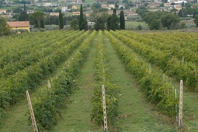 Organic Winery tour with Full Lunch from Assisi - Who this Assisi organic winery tour suits best
