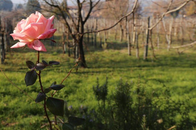 Organic Winery tour with Full Lunch from Assisi - Tili Vini Società Agricola: what you actually see in the cellar