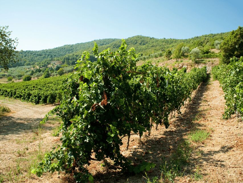 Perugia Winery Visit & Tasting near the Lake Trasimeno - Why This Umbrian Tasting Works So Well Near Lake Trasimeno