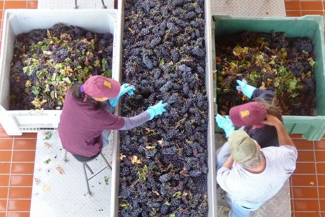 Pienza, Montalcino, Brunello Wine and Pecorino Cheese PRIVATE TOUR from FLORENCE - Price and value: is $565.93 per person worth it?