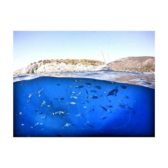 Pisa: Coastal boat tour with aperitif and lunch on board - Dolphins and the Cetacean Sanctuary: What to Expect Without Guesswork