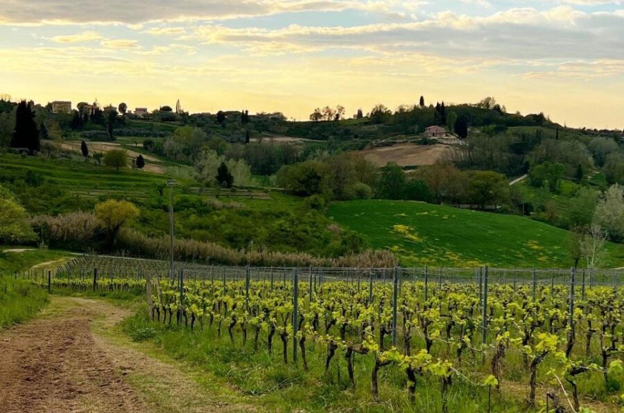 Pisa: Winery Tour and Wine Tasting with Local Food Pairing - Vineyard rows to seasonal work between harvests