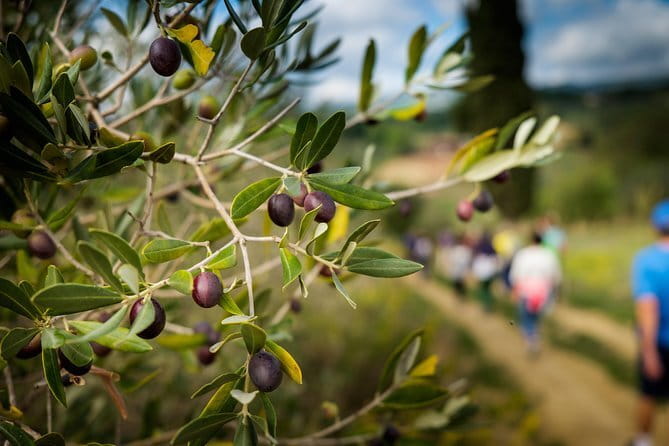 Private Classic Wine Tour in Chianti from Florence - Who should book this private Chianti tour