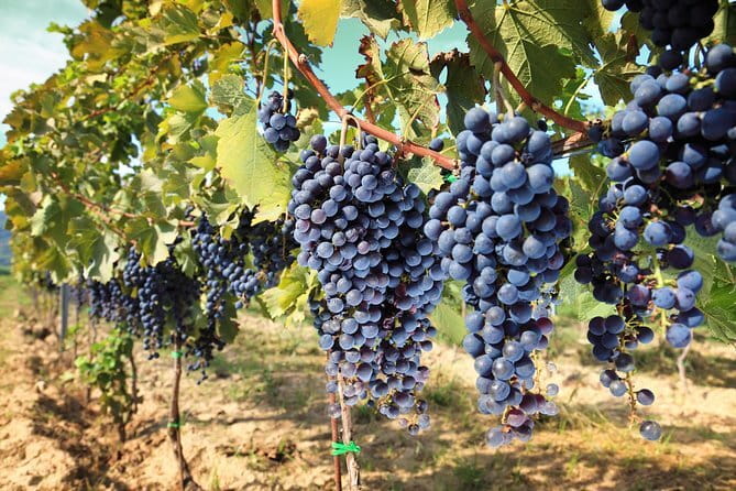 Private daytrip to Siena & Chianti wine country, with wine tasting from Florence - The Chianti Classico drive: Panzano’s hilltop views and the road you actually remember