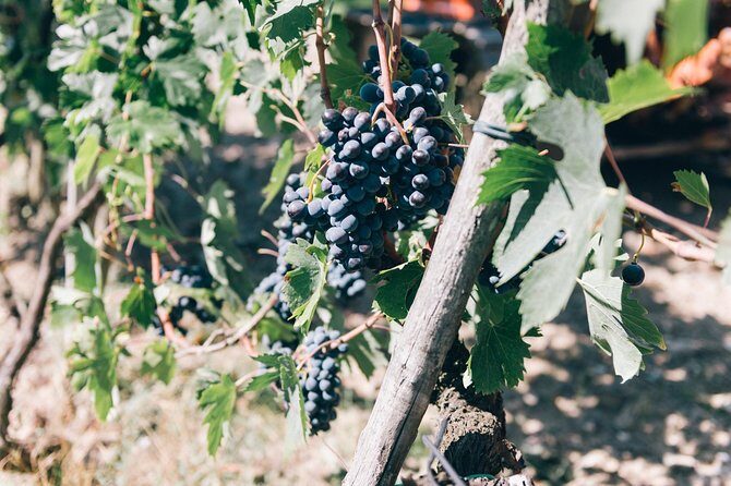 Private Ebike Tour in Chianti - Key Things You’ll Remember About This Chianti E-Bike Day