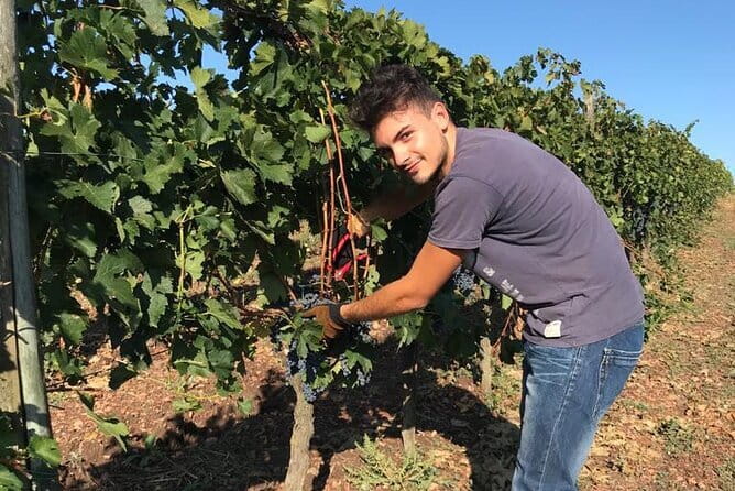 PRIVATE Full-Day Wine Experience in Chianti Classico. - Florence to Chianti: the value of a private day (and why the timing works)