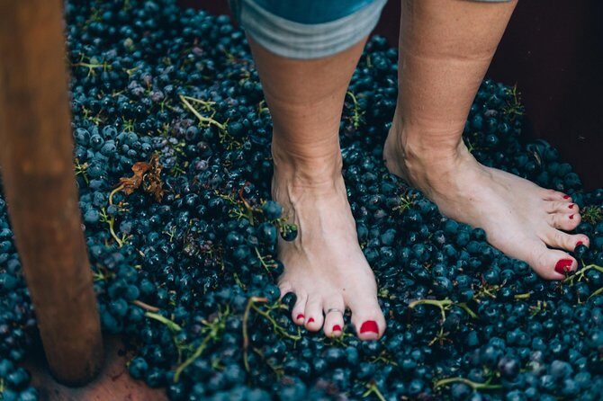 Private Grape stomping at Chianti Farmhouse - Guides, Hosts, and the Kindness That Changes the Day
