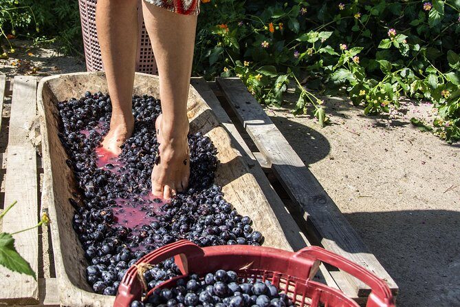 Private Grape stomping in Chianti from Florence - Key highlights worth your attention