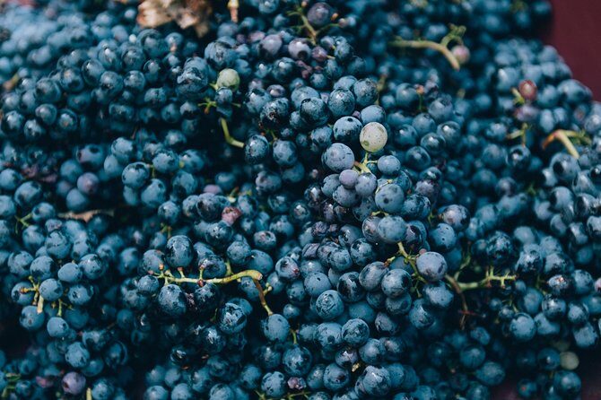 Private Grape stomping in Chianti from Florence - Cellar stories from 1825 and the science of making wine