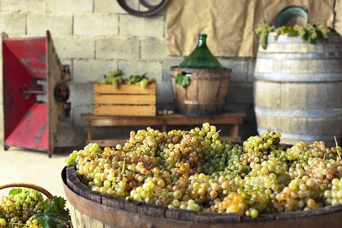 Private Grape stomping in Chianti from Florence - The tasting lineup: 4 wines, grappa, and real pacing