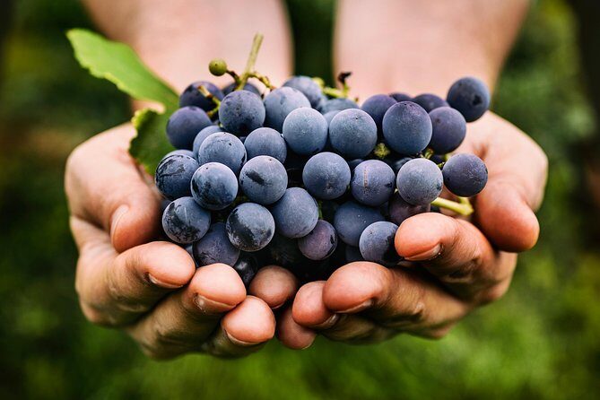 Private Grape stomping in Chianti from Florence - Castellina in Chianti: medieval wandering after the farm