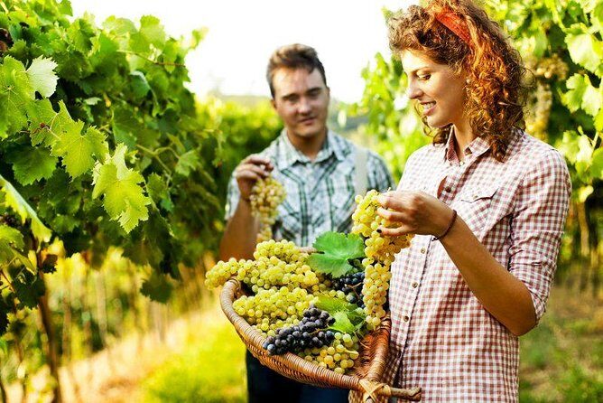Private Grape stomping in Chianti from Florence - From Piazza della Repubblica to the Chianti Hills: timing and flow