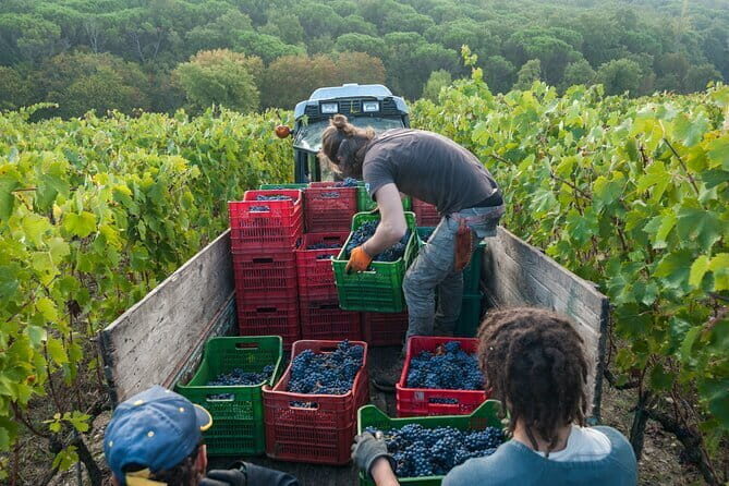 PRIVATE Half-Day Tour: Chianti Classico Wine Experience. - Key things you’ll do and why they matter