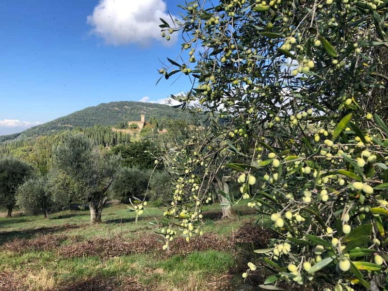 Private Hiking Florence Tour with Wine and Lunch or semi-pri - The Shady Cypress Woods Start: Florence Views Without the Burn