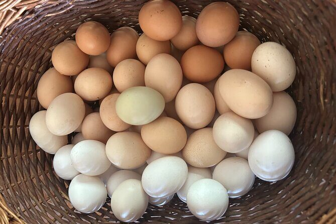 Private Home-Made Pasta Cooking Class in Pisa. - The Olive Farm Walk While Your Dough Rests