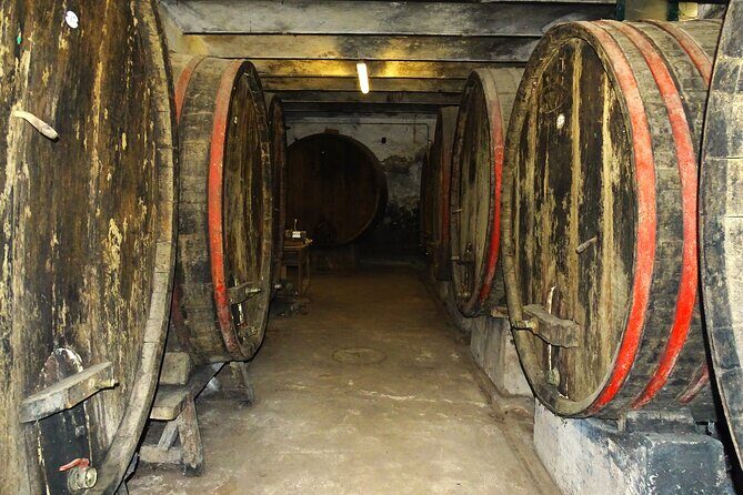 Private tasting of organic wines in the cellar in Arezzo - Your 90-Minute Flow: What Happens From Start to Finish