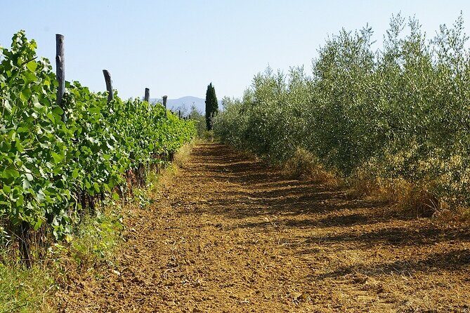 Private tasting of organic wines in the cellar in Arezzo - Food Pairings That Don’t Feel Like an Afterthought