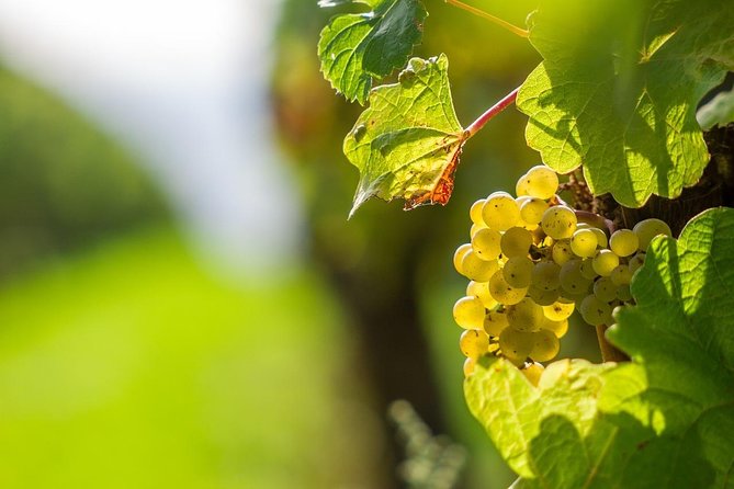 Private Tour- Chianti By Minivan At Sunset - Key things you’ll care about before you go