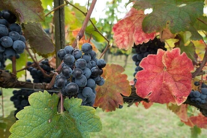 Private Tour: Chianti Winery, Montefioralle, and Greve in Chianti - Greve in Chianti’s Piazza Matteotti: coffee, wandering, and Saturday market vibes