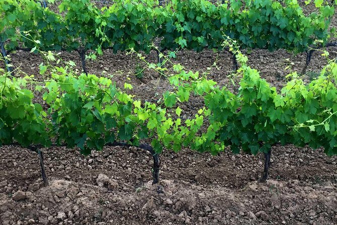 Private Tour: Montalcino Wine Tasting Experience - Pickup from Siena or Arezzo: the convenience that saves your afternoon