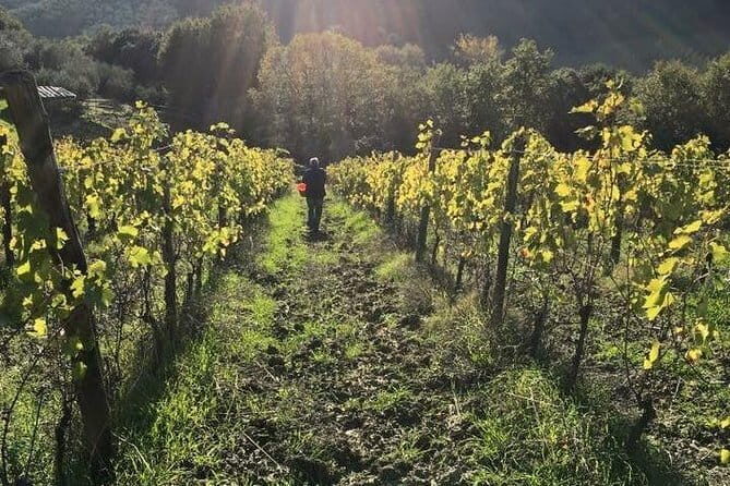 Private Tour of San Gimignano & Siena - San Gimignano and Siena from Florence, without the chaos