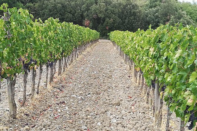 PRIVATE TOUR: Savor Exquisite Wines: Brunello & Nobile Wine Tour - Pienza Walk: Pecorino Under Ash and City Walls With Big Views