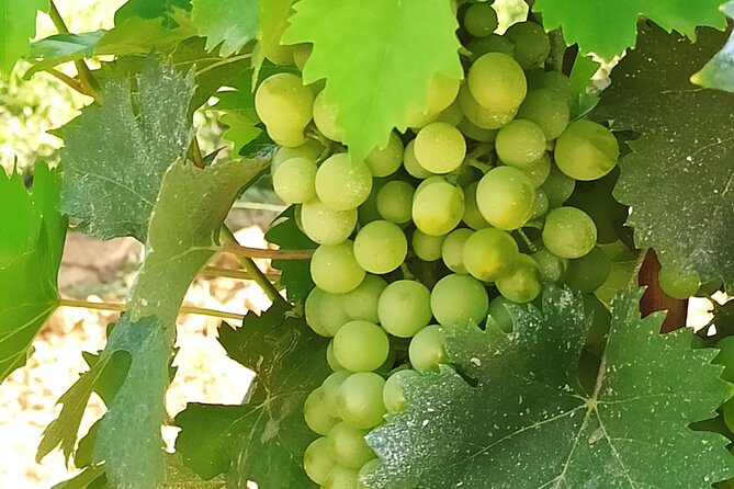 PRIVATE TRANSFER from Siena to Florence with stop in S Gimignano & Monteriggioni - Optional Farm Lunch and Wine Tasting: Worth It If You Want the Food Focus