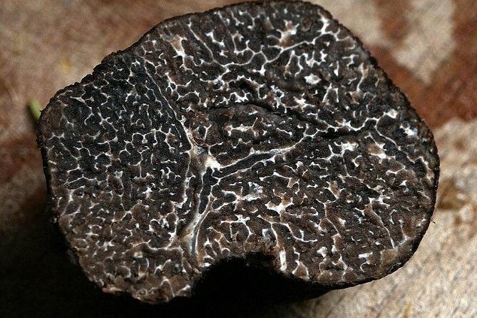 Private Truffle Hunting in Chianti - Price and value: what $401.01 covers in practice