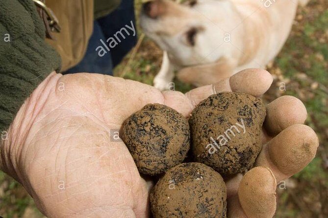 Private Truffle Hunting in Chianti - Practical tips so your hunt feels comfortable