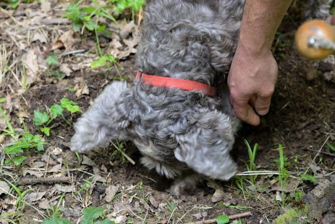 Private Truffle Hunting in Chianti from Florence - From Florence to Chianti: why truffle hunting is such a fun day