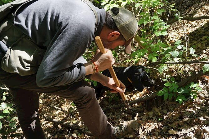 Private Truffle Hunting in Chianti from Florence - The hunt itself: how the hunter and the truffle dogs work