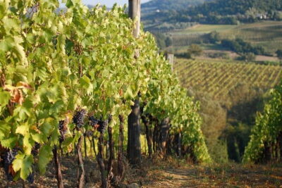 Private Tuscany Day Tour: San Gimignano and Chianti Wine Region from Florence - Private Pickup and an Air-Conditioned Minivan: The Comfort Advantage