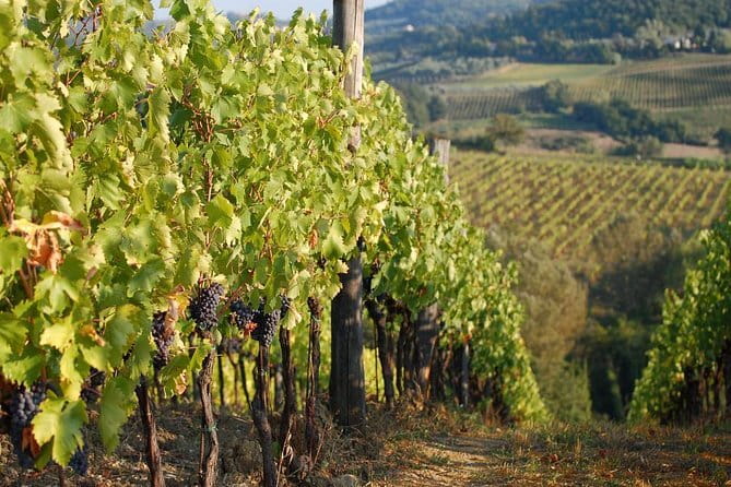 Private Tuscany Day Tour: San Gimignano and Chianti Wine Region from Florence - Private Pickup and an Air-Conditioned Minivan: The Comfort Advantage