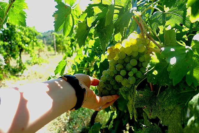 Private Wine & Evo oil tasting with Truffle Meal - Setting and Views: Garden Seating With San Gimignano Towers