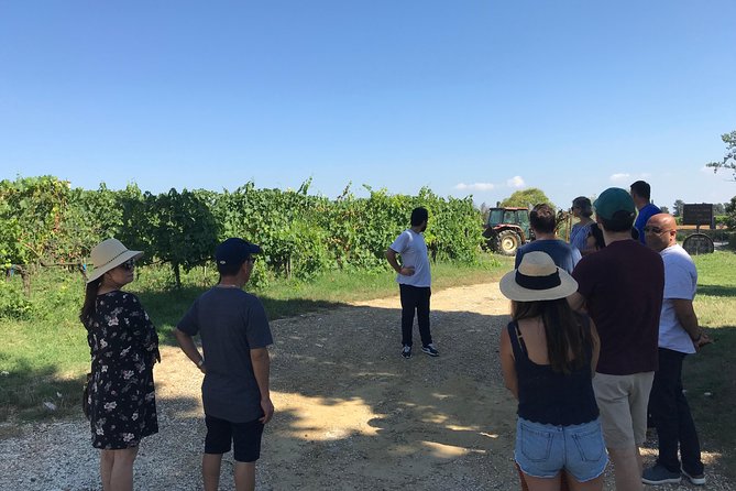 Private wine tour on the magical hills of Lucca (2 wineries) - Private pickup and air-conditioned comfort in the 7-seat SUV or van