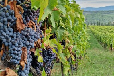Private Wine Tour Top Wineries, Limousine Service, Florence Tours - Castellina in Chianti and Poggio Amorelli: Your Longest Winery Stop