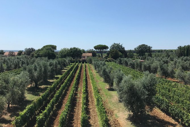 Private wine tour with sommelier - the magical Bolgheri (2 wineries) - Tenuta Podere Grattamacco: second stop, more Bolgheri character