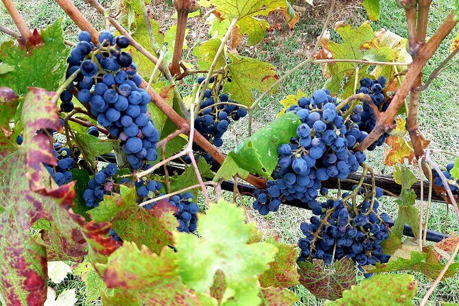 "Ramble Through The Rolling Hills Of Chianti" with lunch & Wine Tastings - Highlights You’ll Actually Feel During the Day